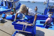 Ministerio de la Producción adelanta cuota de 43,432 toneladas pesca del calamar gigante
