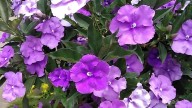 La planta que da las flores más hermosas y perfumadas en primavera pero que podría ser mortal para tus mascotas