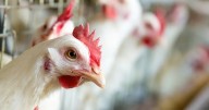 Decomisan más de 3 toneladas de pollo descompuesto en el Rastro Municipal de León