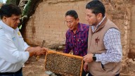 Buscan disminuir presencia de abejas africanas en todo el país