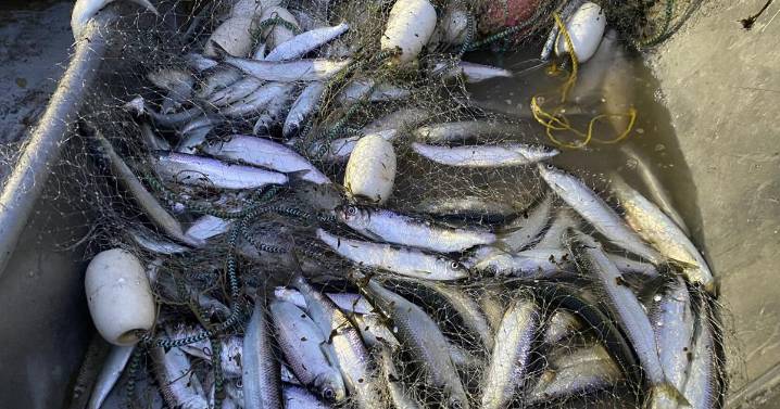 Where herring worlds collide: A view of Alaska’s herring biodiversity through a genomic lens