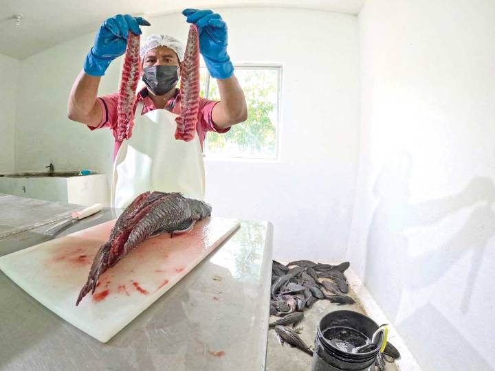 Pez diablo gana terreno y ‘nada’ a la exportación; acapara 80% de las capturas en Tabasco