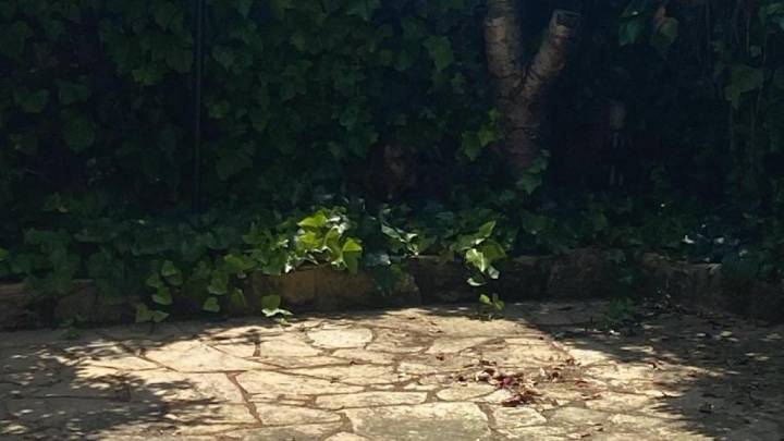 Reto visual: ¿Eres capaz de encontrar al perro en menos de 30 segundos?