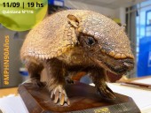 El Museo Provincial de Historia Natural cumple 90 años y los celebra con muestra y actividades
