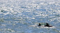 La ciencia en alerta por lo que han descubierto en el Atlántico: "Algo está pasando..."