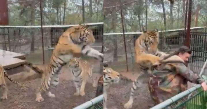 ¿Por qué el tigre Rayitas se abalanzó sobre su veterinaria? La misma profesional lo explica