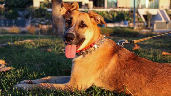A Look at Orange County’s German Shepherd Rescue