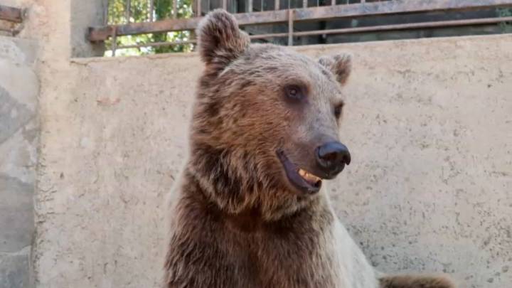 El oso turco se vuelve vírico luego de yantar demasiada fruta