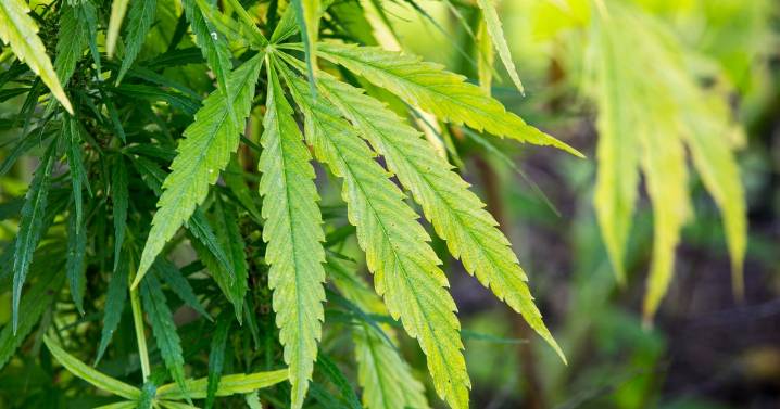 Bill reversing 25% tax hike on California's legal cannabis industry heads to Newsom's desk