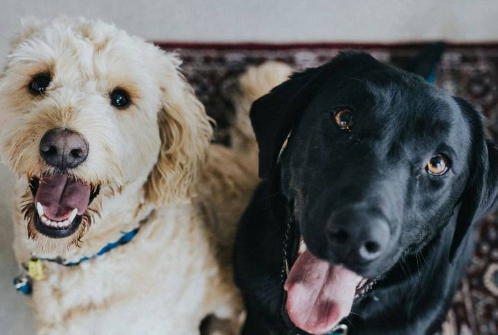 Pets of the month