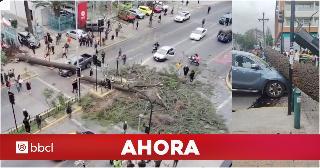 Árbol de grandes proporciones cae en Ñuñoa: bloquea todas las pistas de avenida Irarrázaval