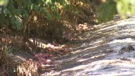 Central Valley peaches impacted by August storm