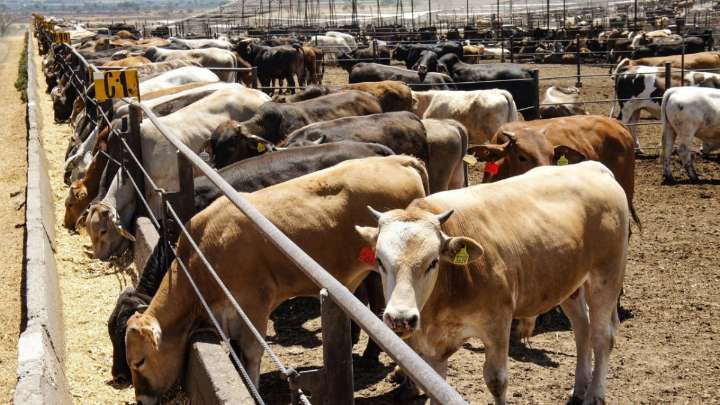 Consejo Nacional Agropecuario lamenta recorte al presupuesto de Senasica