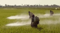 Gobierno mexicano elimina 35 agroquímicos tóxicos en histórica medida agrícola