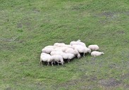 800 cabezas de ganado controlarán la vegetación bajo los tendidos de Red Eléctrica en Cabrales