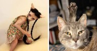 80 Pics That Prove Cats Might Actually Be Aliens
