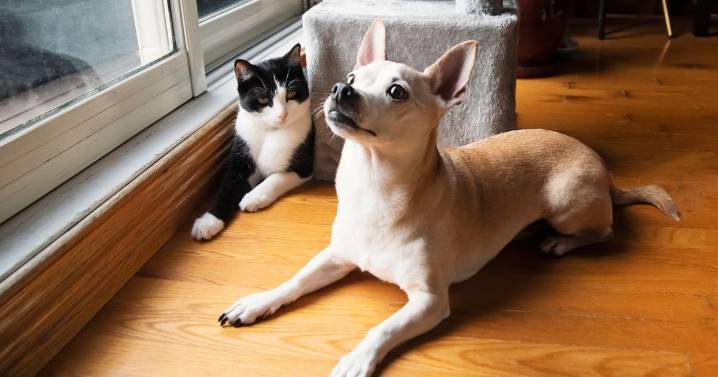 Vets warn of typical household items that could be 'toxic' for your pet