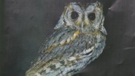 54 owls fell out of the Arizona sky, scientists investigating why