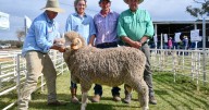 Dunbogan Merino and Poll Merino ram sale 2025 Elong Elong