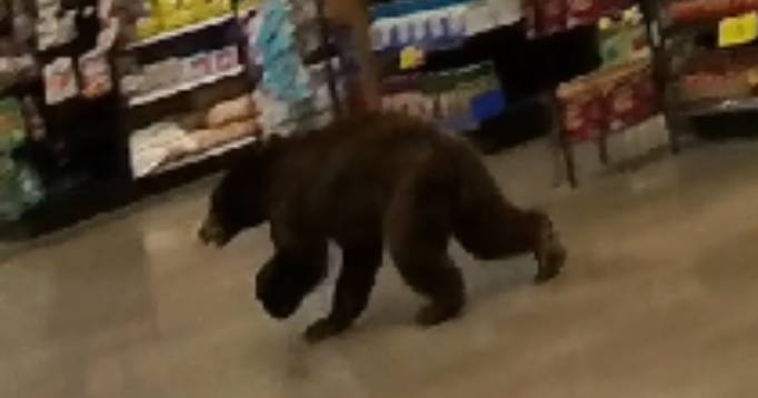 Bear inside Oro Valley Fry's