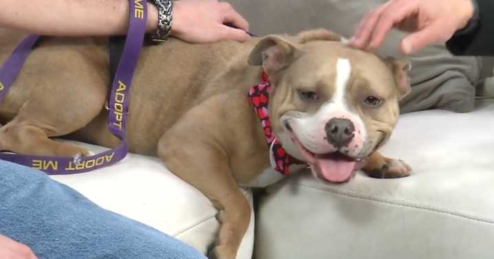 Records reveal dog adoptees found dead, raising questions about oversight