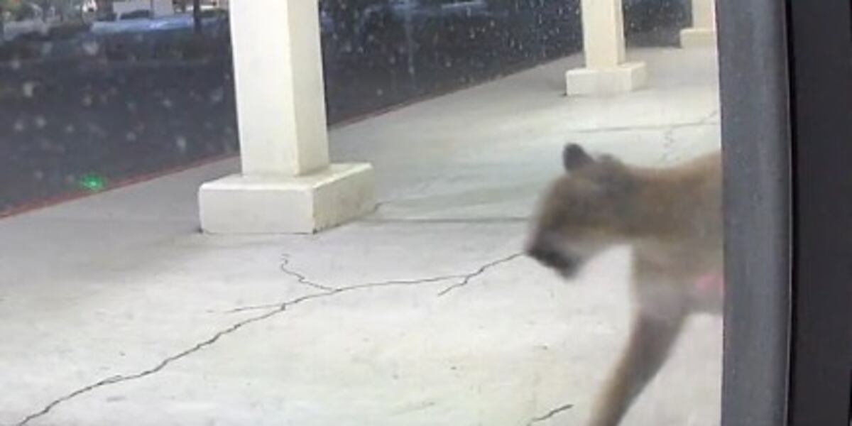 Mountain lion spotting near Whole Foods