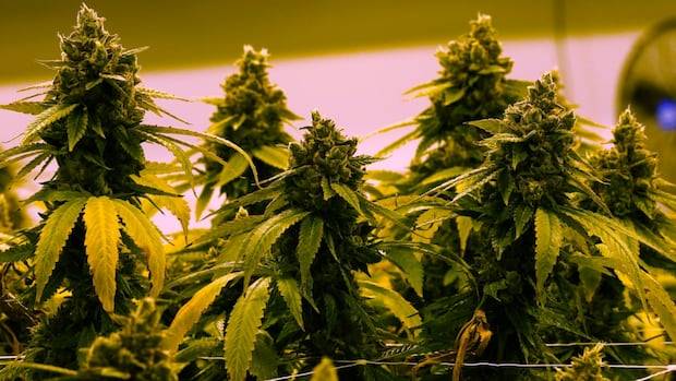 New clinical trial shows cannabis-based oil improved chronic low back