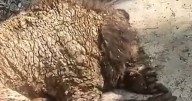Osa de La Pastora quedará en manos de Parques y Vida Silvestre