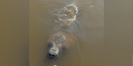 Fisherman spots manatee in Big Lake