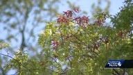 Pennsylvania's hot, dry summer could lead to muted fall foliage in the Ohio River Valley