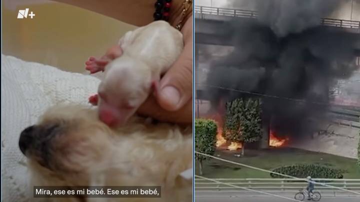 Cereza lucha por su vida: Así va la perrita que sobrevivió embarazada a explosión de pipa en Iztapalapa