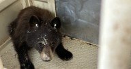Bear cub finds its way into underground parking at St. Francis Hospital