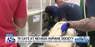 101 cats seized update