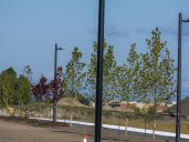 City of Ottawa still short of its long-term tree planting goals
