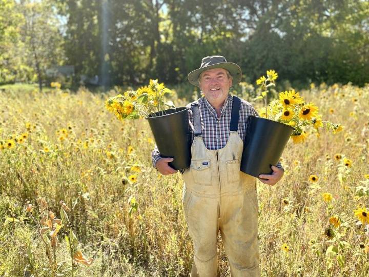Napanee sunflowers a perennial joy despite summer drought