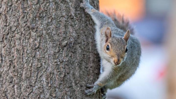 'Very mean squirrel' sent 2 to hospital in SF Bay Area