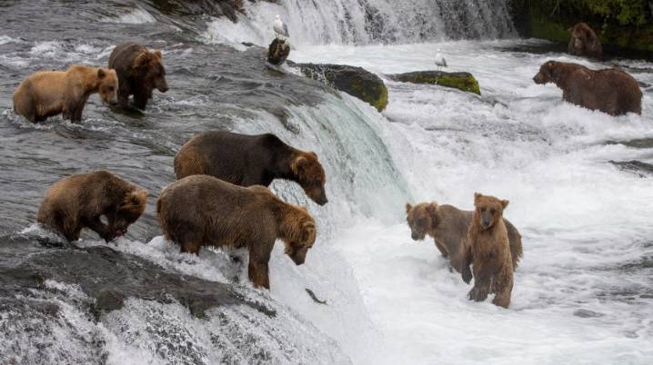 Meet the little bears who are competing for the Fat Bear Junior crown