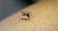 Santa Fe y Córdoba fueron las provincias más afectadas por el dengue en la...
