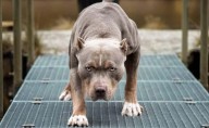 San Lorenzo Chico: Proteccionista denuncia en redes el traslado sospechoso de pitbulls atados