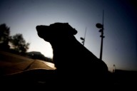 Tribunal condena a prisión a hombre que mató al perro de su expareja para dañar su salud mental