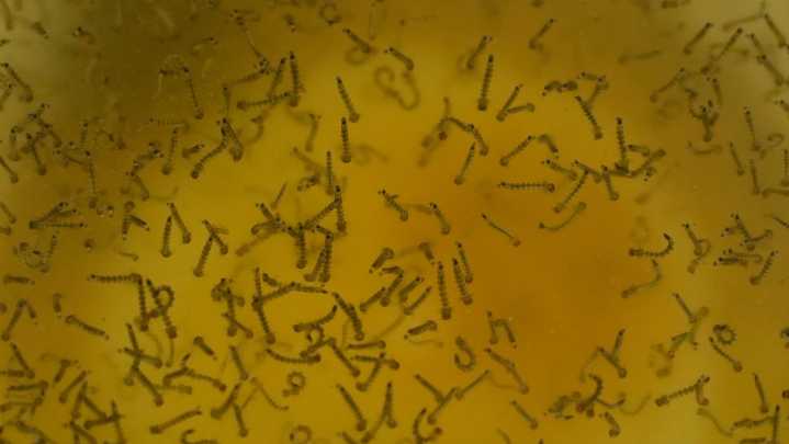 CDC names the world's deadliest animal, and it's all over Mississippi
