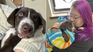 Kentucky Puppy Who Received Critical Surgery Finds Love With Someone Who Shared His Hardship