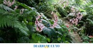 A días del inicio de la Primavera: qué plantar a la sombra