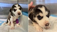 Texas Rescuers Race To Save Helpless 4-Week-Old Husky Found In Trash