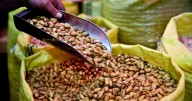 Canada bans pistachio imports from Iran amid salmonella outbreak: What consumers need to know