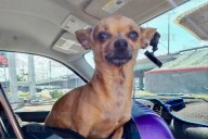 Invitan a echar una patita de ayuda a perritos rescatados