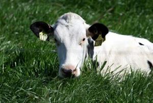 Painting stripes on cows to lizards’ pizza pick: Ig Nobel winners