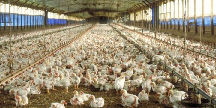 Las importaciones de carne aviar aumentaron casi 300% en lo que va del año, mientras que las exportaciones cayeron