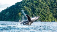 Avistamiento de ballenas en Colombia: mejores lugares, fechas y planes para vivir esta experiencia única -