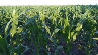 La siembra de maíz acelera en la región núcleo, pero las lluvias amenazan al cultivo